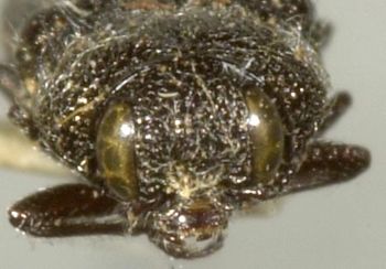 Media type: image;   Entomology 33805 Aspect: head frontal view